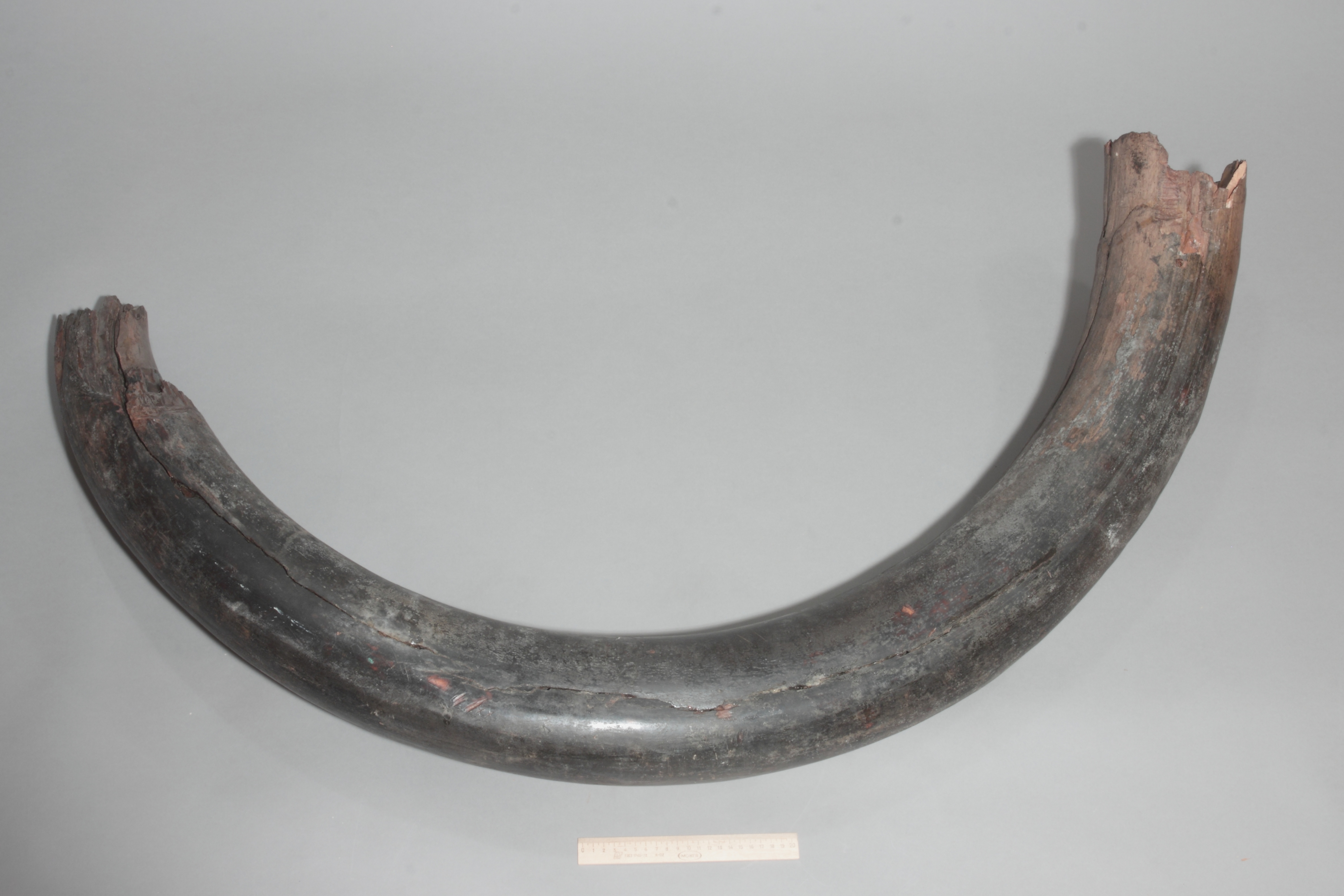 Matainā mamuta triecējzoba fragments. Foto -  LNDM arhīvs 
