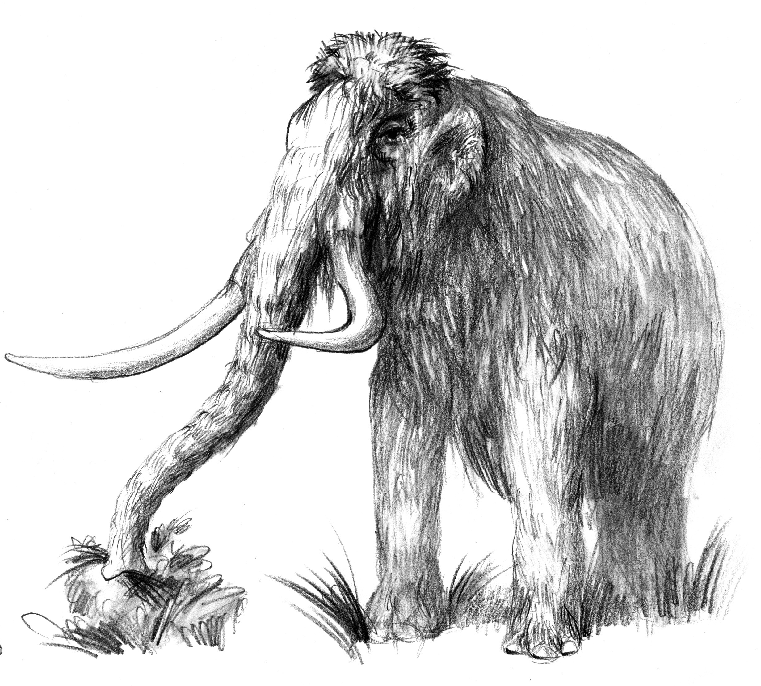 Matainais mamuts. Rekonstrukcija I. Lapiņa