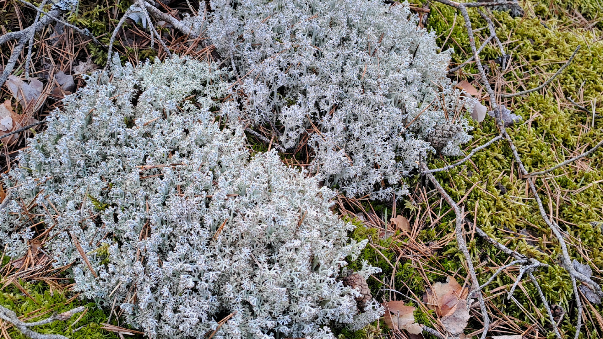 Briežu kladonija Cladonia rangiferina