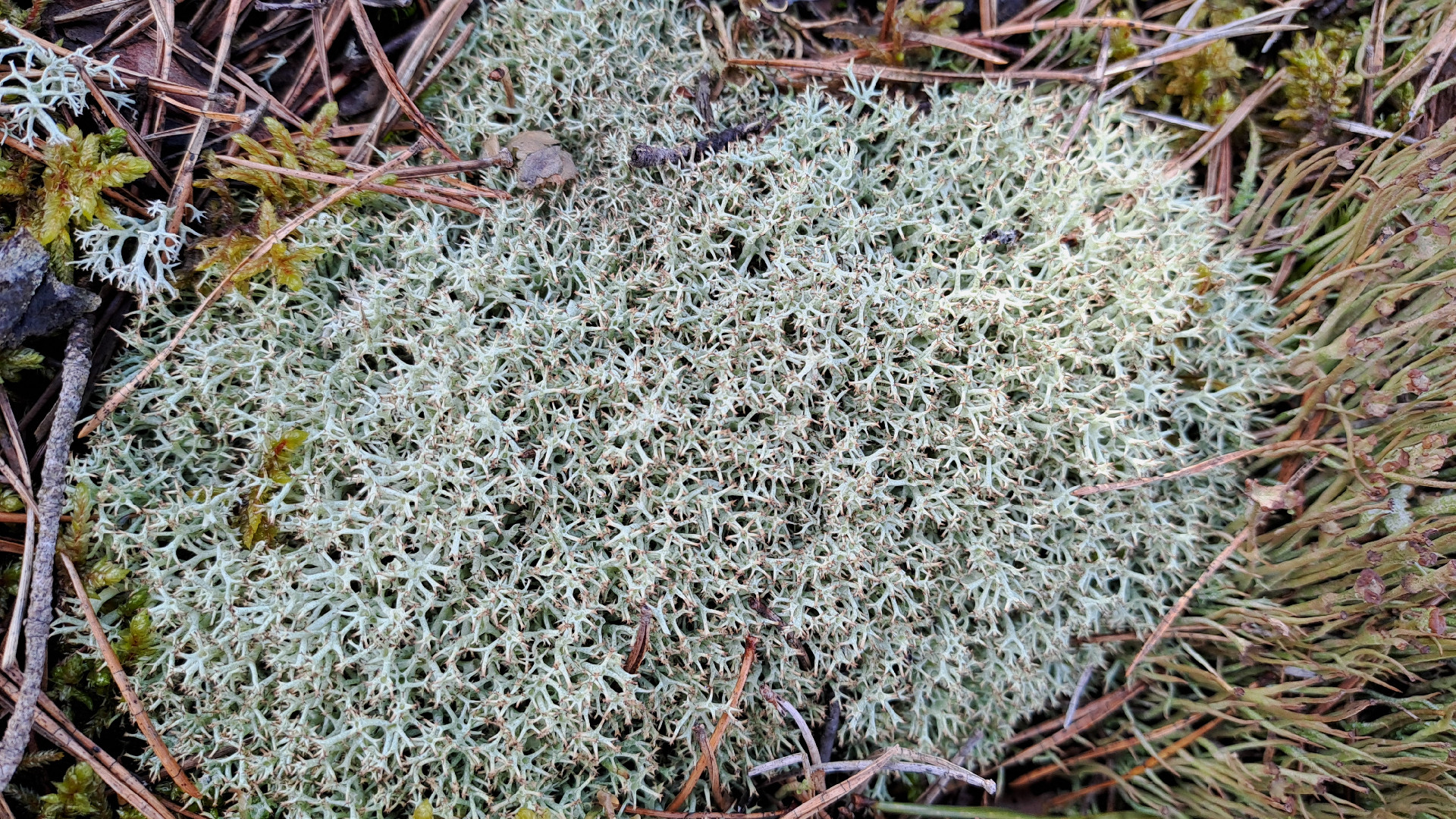 Collas kladonija Cladonia uncinalis