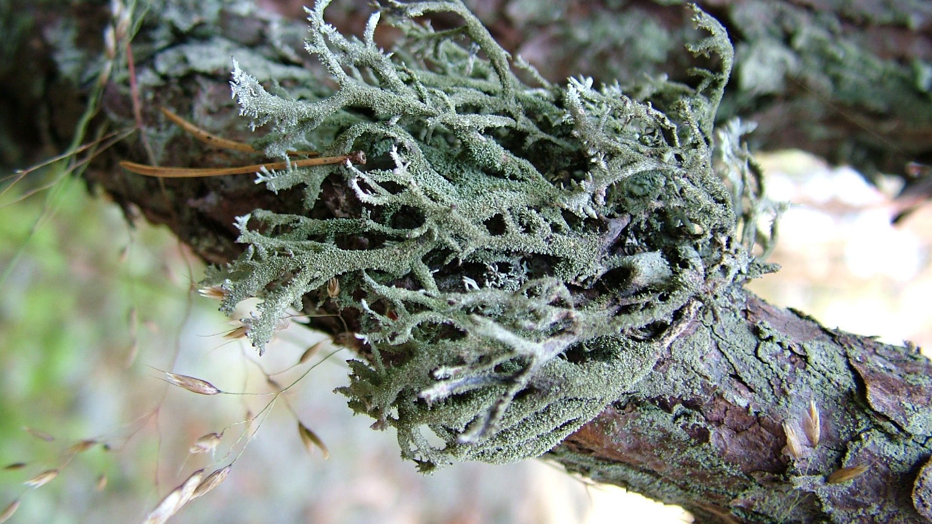 Klijainā pseidevernija Pseudevernia furfuraceae