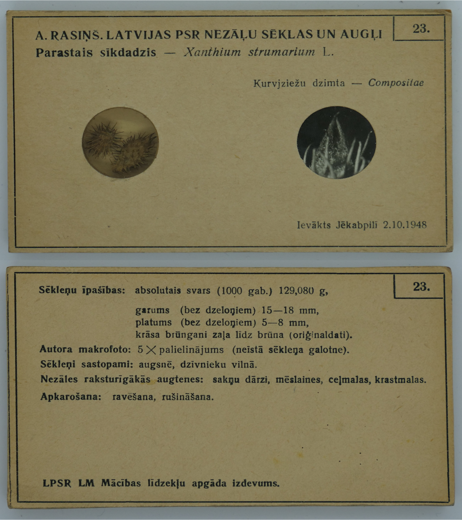 Dziedzerainā smaildadža Xanthium strumarium sēklu paraugs no Alfrēda Rasiņa sēklu kolekcijas