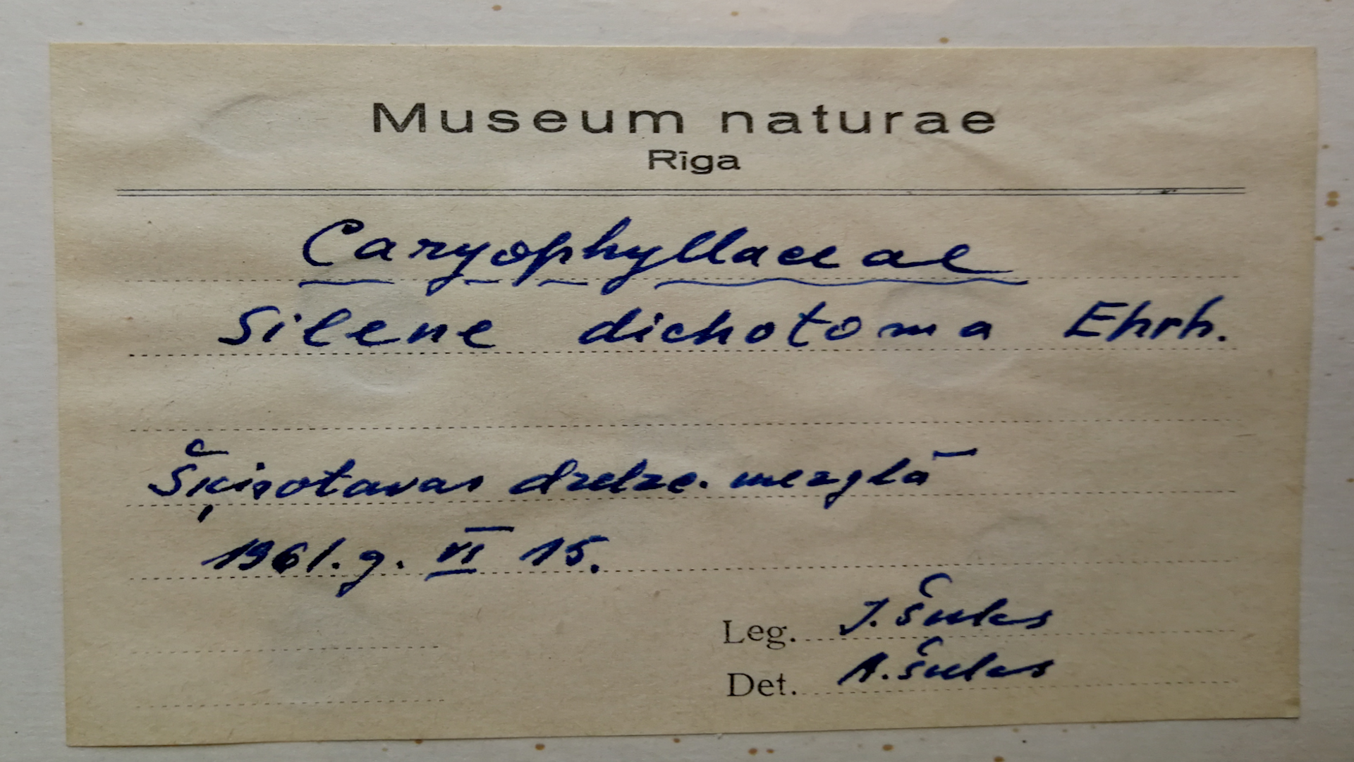 Žuburotās plaukšķenes eksponāta etiķete, kas 1961. gadā ievākta Šķirotavas Stacijā. Ievācis I. Šulcs, sugu noteicis A. Šulcs