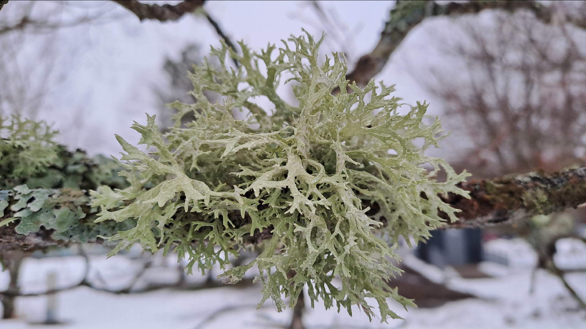 Plūmju evernija Evernia prunastri