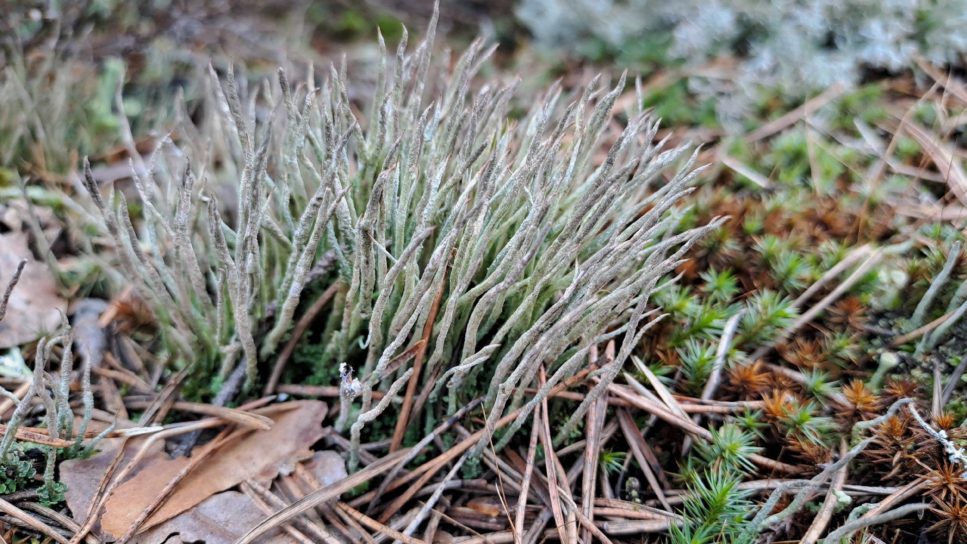 Ragveida kladonija Cladonia cornuta