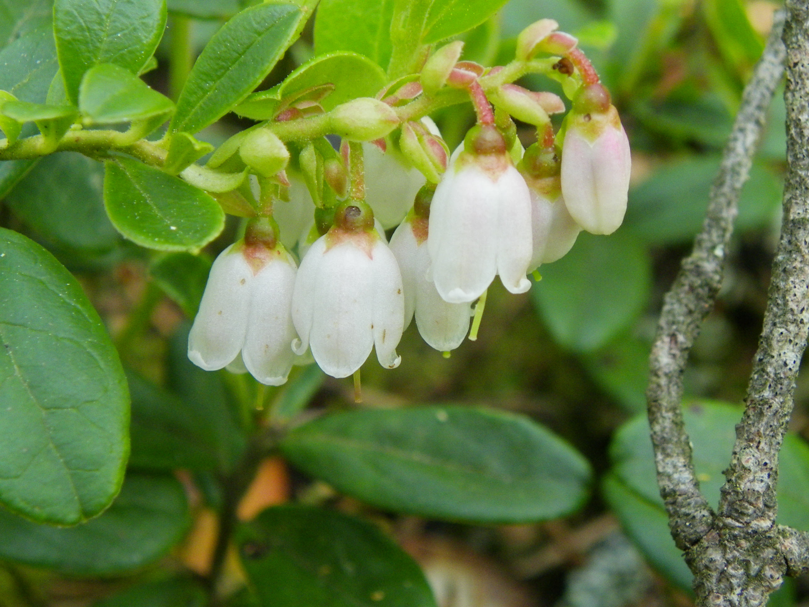 Brūklenes Vaccinium vitis-idaea zieds. Foto - I. Dāniele