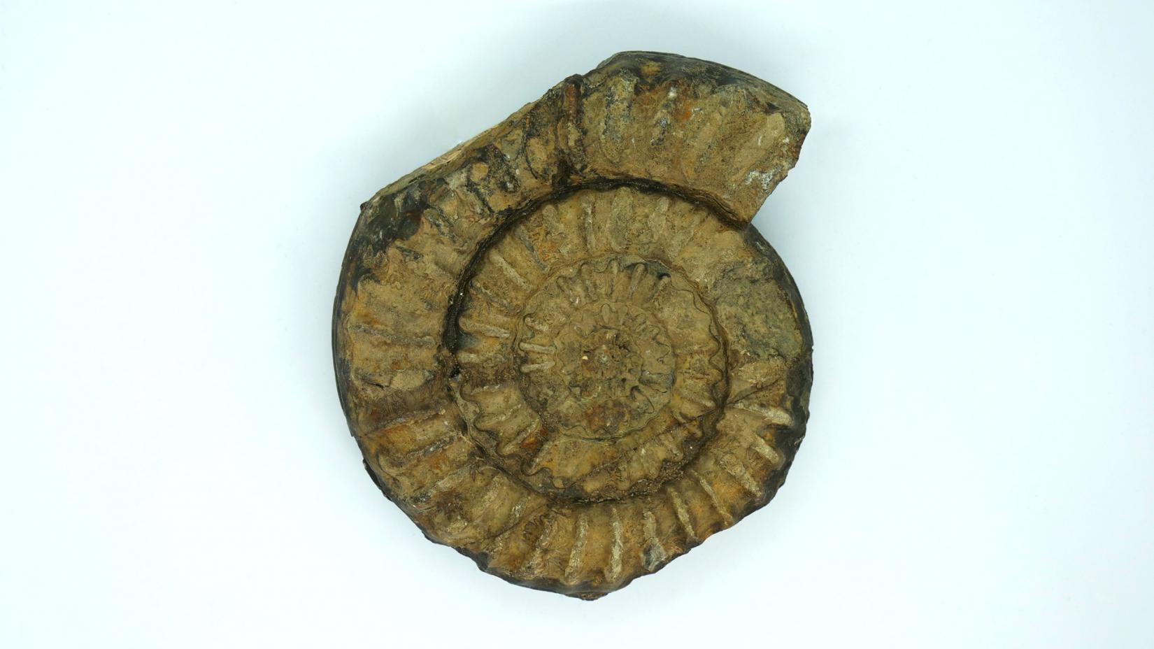 Аммонит (Arietites bucklandi) Раковина (Франция, Юрский период)