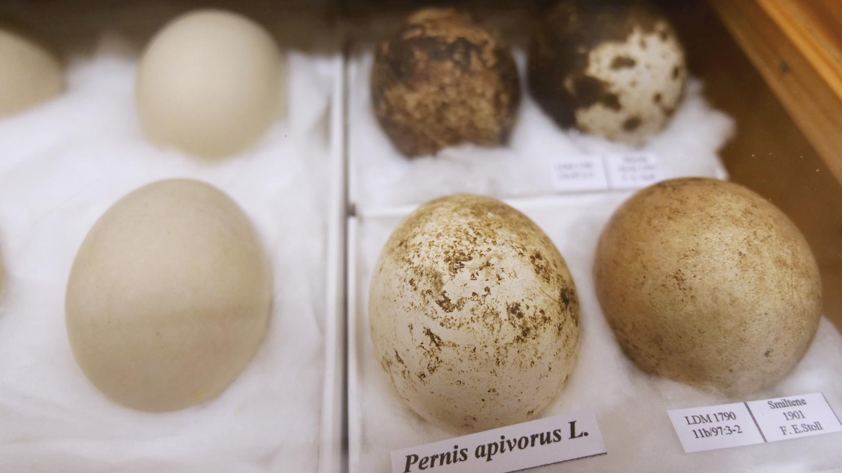 Коллекция яиц созданная Фердинандом Штоллом