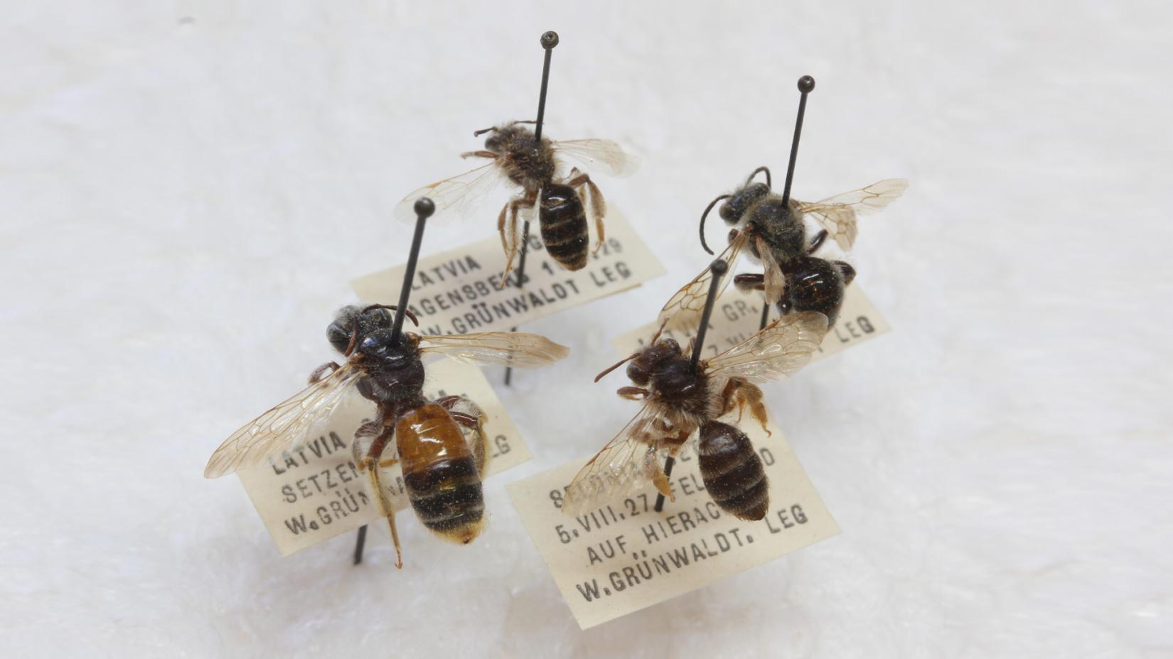 Земляные пчёлы (Andrena sp.), собранные В. Гринвалдом