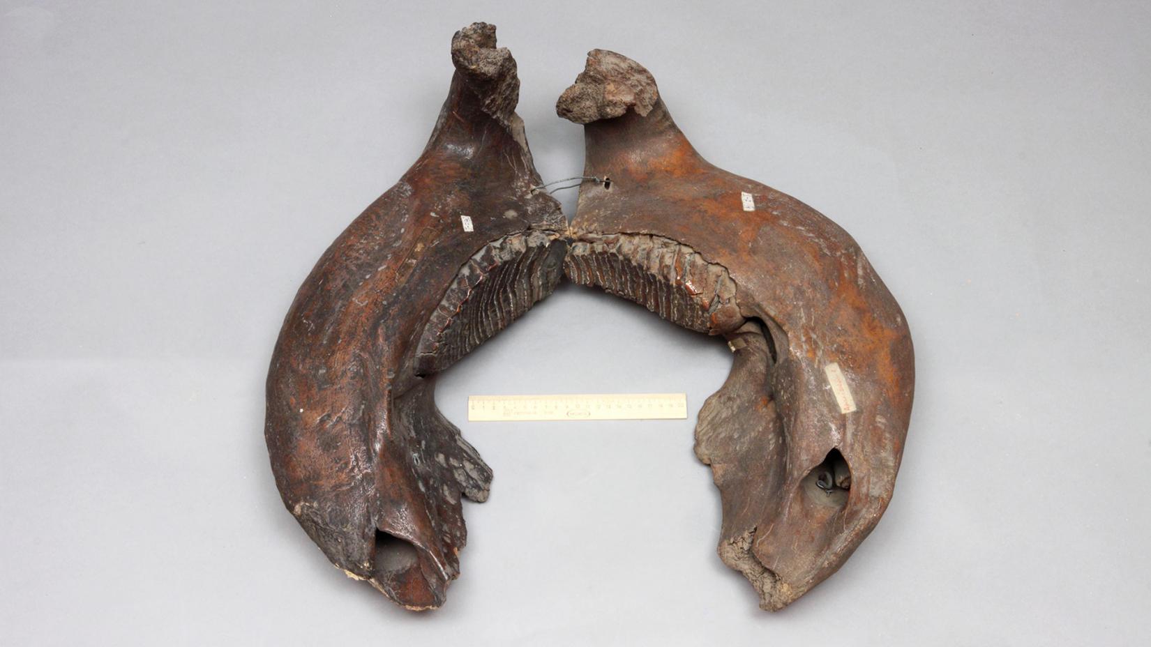Matainā mamuta (Mammuthus primigenius) apakšžoklis ar zobiem