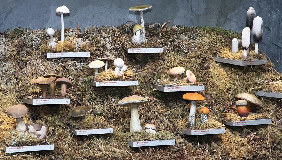 Экспозиция  «Растения и грибы Латвии»