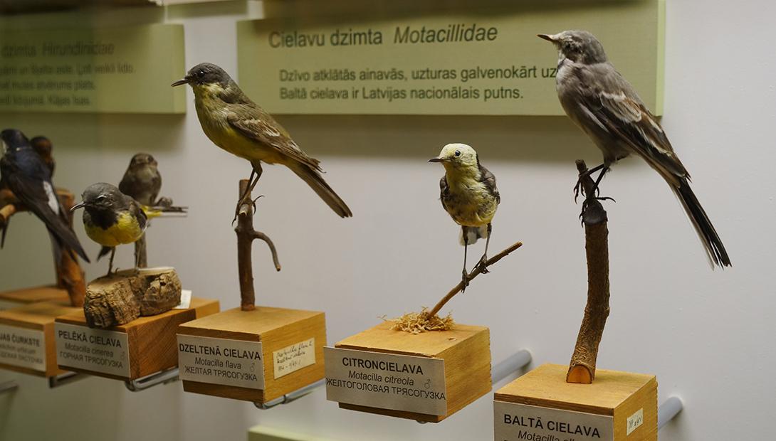 Экспозиция «Птицы Латвии»