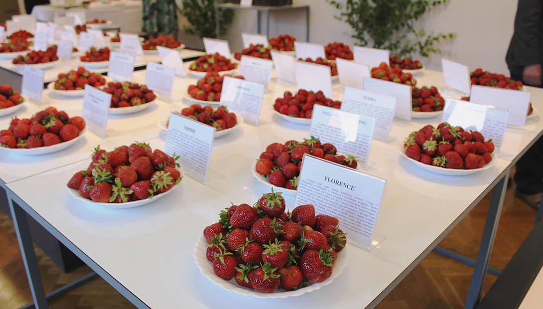 Exhibition "Strawberries 2016"