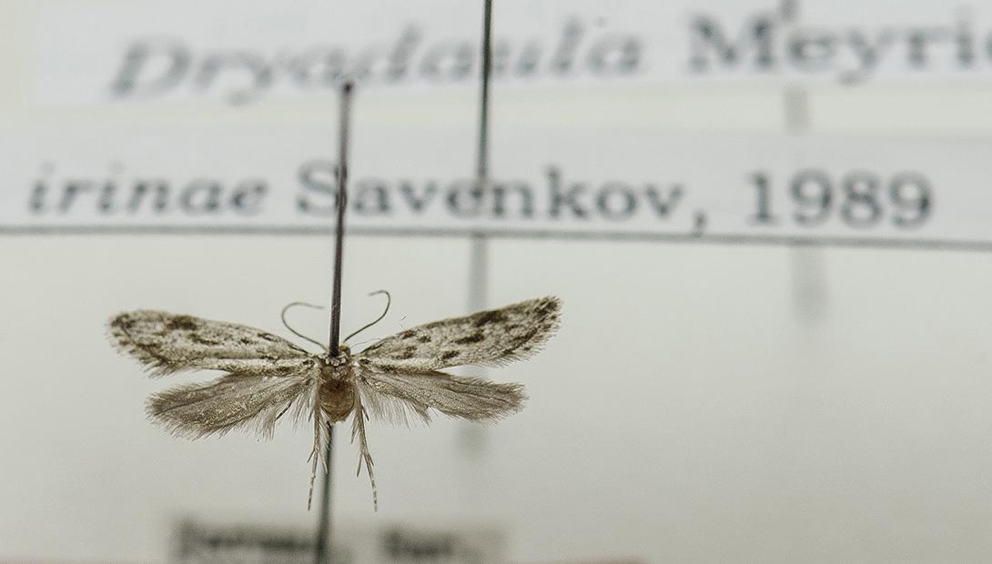 Энтомологическое собрание Латвийского музея природы 