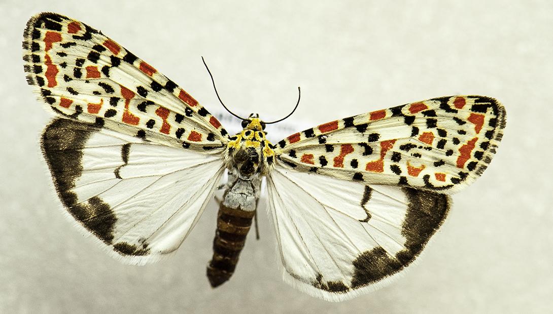 Latvijas Dabas muzeja entomoloģiskais krājums