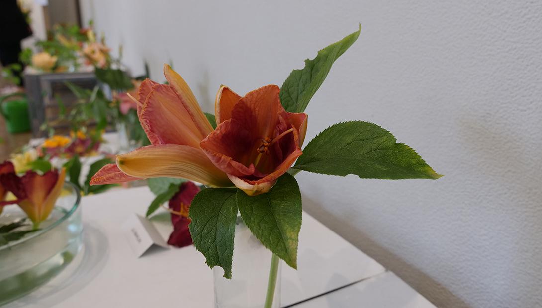 Exhibition "Daylilies 2019"