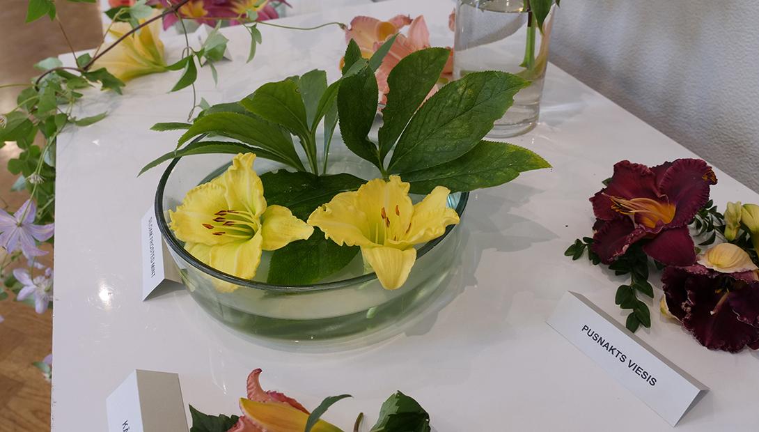 Exhibition "Daylilies 2019"