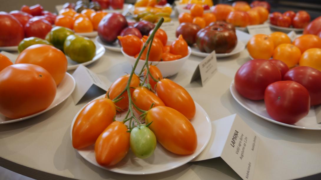 Exhibition "Tomatoes 2019"