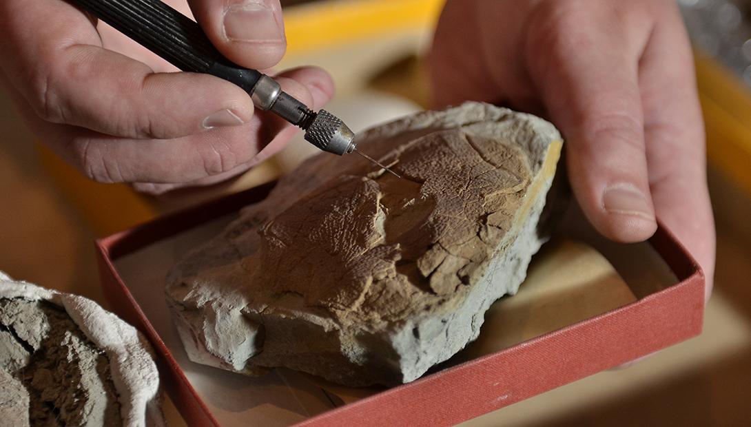 Палеонтологическое собрание Латвийского музея природы