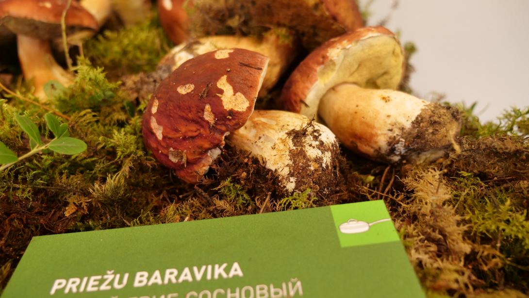 Mushroom exhibition 2022