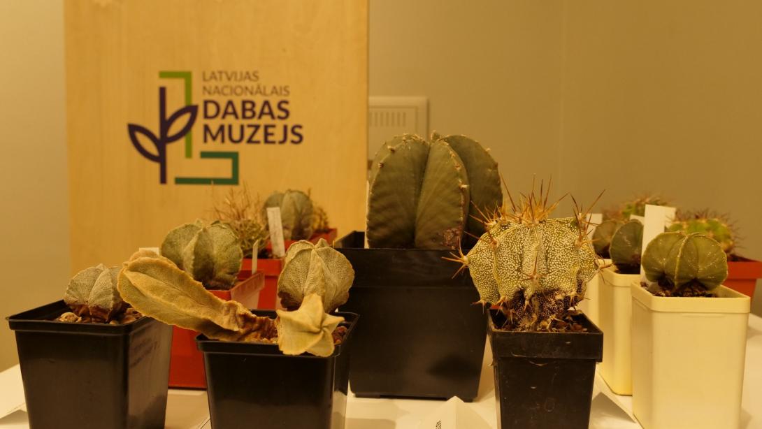 Izstāde „Kaktusi un citi sukulenti 2023”