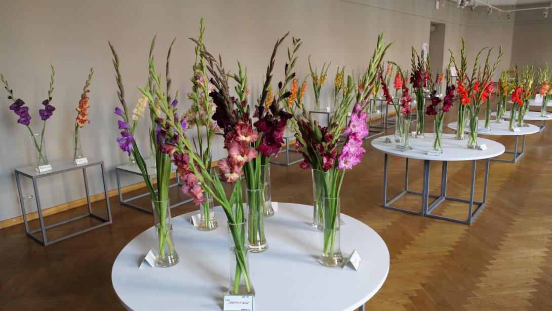 Exhibition "Gladiolus 2023"