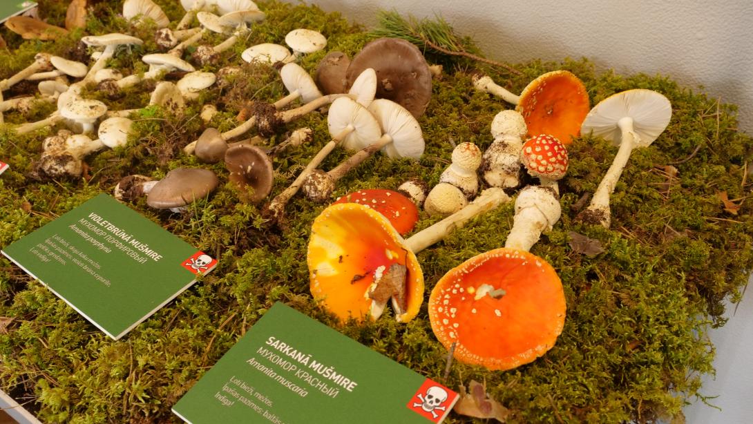 Exhibition "Mushrooms 2023"