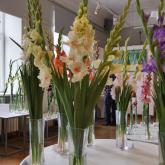 Exhibition "Gladiolus 2018"