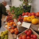 Exhibition "Tomatoes 2019"