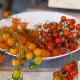 Exhibition "Tomatoes 2020"