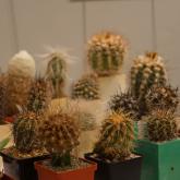 Exhibition “Cacti 2022”