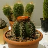 Exhibition “Cacti 2024”