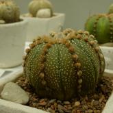 Exhibition “Cacti 2024”