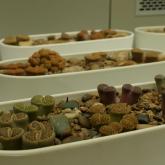 Exhibition “Cacti 2024”