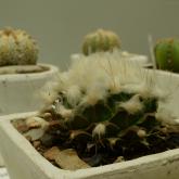 Exhibition “Cacti 2024”