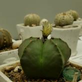 Exhibition “Cacti 2024”