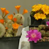 Exhibition “Cacti 2024”