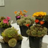 Exhibition “Cacti 2024”