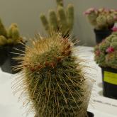 Exhibition “Cacti 2024”