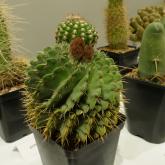 Exhibition “Cacti 2024”