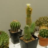 Exhibition “Cacti 2024”