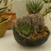 Exhibition “Cacti 2024”