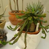 Exhibition “Cacti 2024”