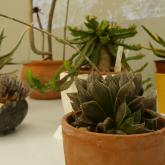 Exhibition “Cacti 2024”