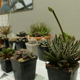 Exhibition “Cacti 2024”