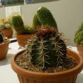 Exhibition “Cacti 2024”