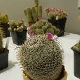 Exhibition “Cacti 2024”