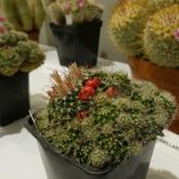 Exhibition “Cacti 2024”