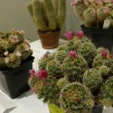 Exhibition “Cacti 2024”