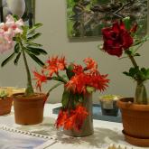 Exhibition “Cacti 2024”